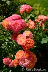 Briosa ® Briosa ®