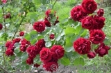 Highgrove Highgrove