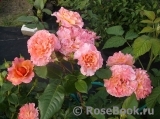 Augusta Luise Augusta Luise