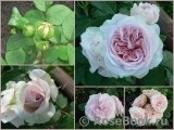 Claire Rose Claire Rose