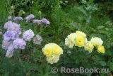 Golden Border Golden Border