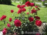 Kordes' Rose Bordeaux ® Kordes' Rose Bordeaux ®