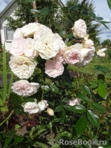 Eulalia Berridge Eulalia Berridge