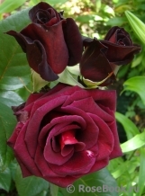 Black Baccara Black Baccara
