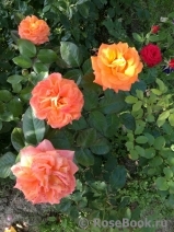 Orange Senta Orange Senta