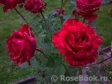 Red Intuition Red Intuition