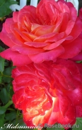 Midsummer Midsummer