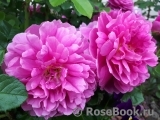 Princess Anne Princess Anne