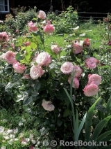 Kordes' Rosenfaszination ® Kordes' Rosenfaszination ®