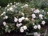 Aspirin Rose Aspirin Rose