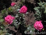 Rose Gaujard Rose Gaujard
