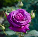 Parfum de Reve Parfum de Reve