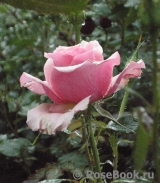 Poesie Poesie