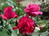 Vin Rose Vin Rose