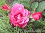 Vin Rose Vin Rose