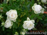 White Morsdag White Morsdag