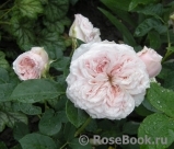 Claire Rose Claire Rose