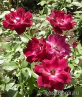 Burgundy Ice Burgundy Ice