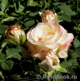 Belle Perle Belle Perle