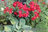 Rouge Meillandecor Rouge Meillandecor