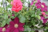 Rosarium Uetersen Rosarium Uetersen