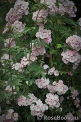 Apple Blossom Apple Blossom