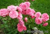 Coral Border