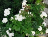 Alabaster Alabaster