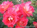 Decor Arlequin Decor Arlequin