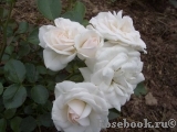 Aspirin Rose Aspirin Rose