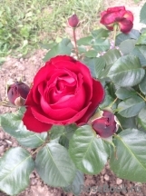 Traviata Traviata