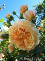 Crown Princess Margareta® Crown Princess Margareta®