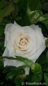 Lions Rose Lions Rose