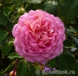 Princess Alexandra of Kent Princess Alexandra of Kent
