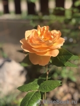 Bernstein-Rose Bernstein-Rose