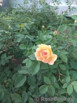 Lady of Shalott Lady of Shalott