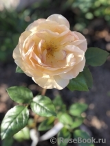 Bernstein-Rose Bernstein-Rose