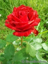 Red Intuition Red Intuition