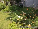 Lady of Shalott Lady of Shalott