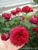 Rose des 4 Vents Rose des 4 Vents
