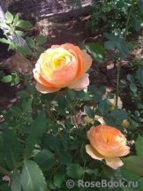 Lady of Shalott Lady of Shalott