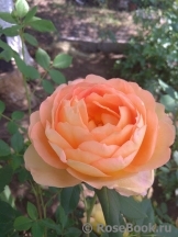 Lady of Shalott Lady of Shalott