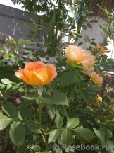 Lady of Shalott Lady of Shalott