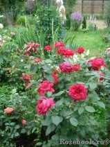 Rose des 4 Vents Rose des 4 Vents