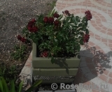 Claret Pixie Claret Pixie