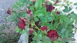 Claret Pixie Claret Pixie