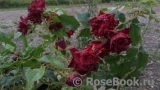 Claret Pixie Claret Pixie