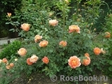 Lady of Shalott Lady of Shalott