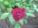 Burgundy Ice Burgundy Ice
