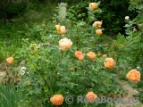 Lady of Shalott Lady of Shalott